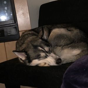 Meet your Posher, Allan